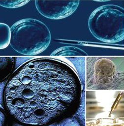 Homeopathy & Holistic Med. Dra. Karla Ponce V.