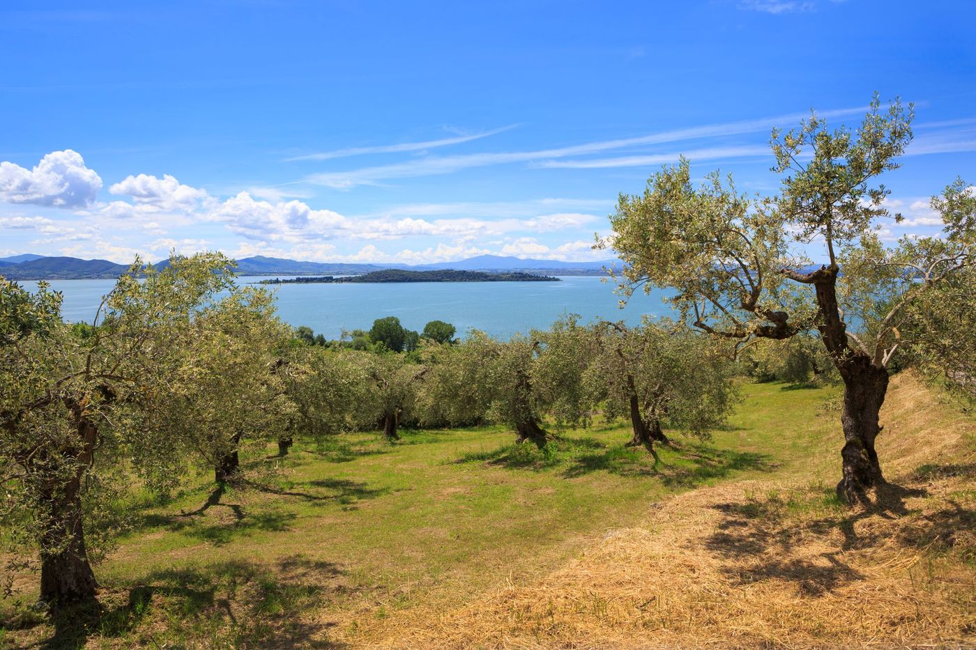 Ulivi su una collina che domina un lago e isole lontane sotto un cielo azzurro brillante.