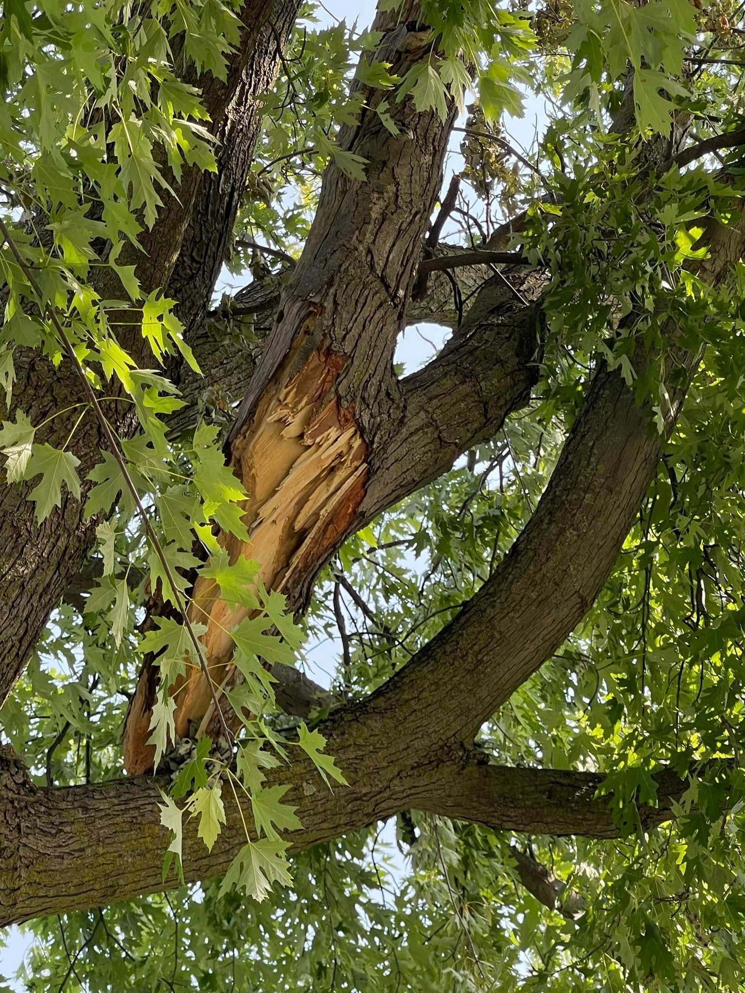 Damaged tree trunk with exposed wood and broken branch in leafy greenery