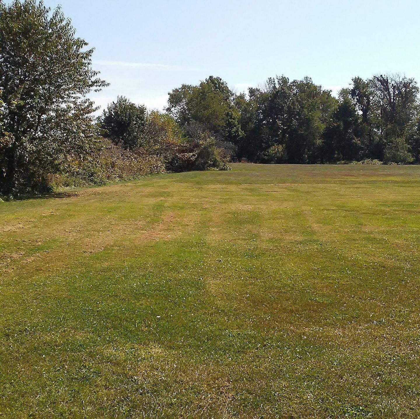 A lush green field with trees in the background