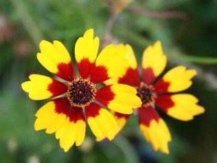 Yellow With Red Flowers — Belgrade, MT — JK Appraisal & Consulting LLC