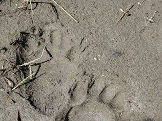 Foot Trace — Belgrade, MT — JK Appraisal & Consulting LLC