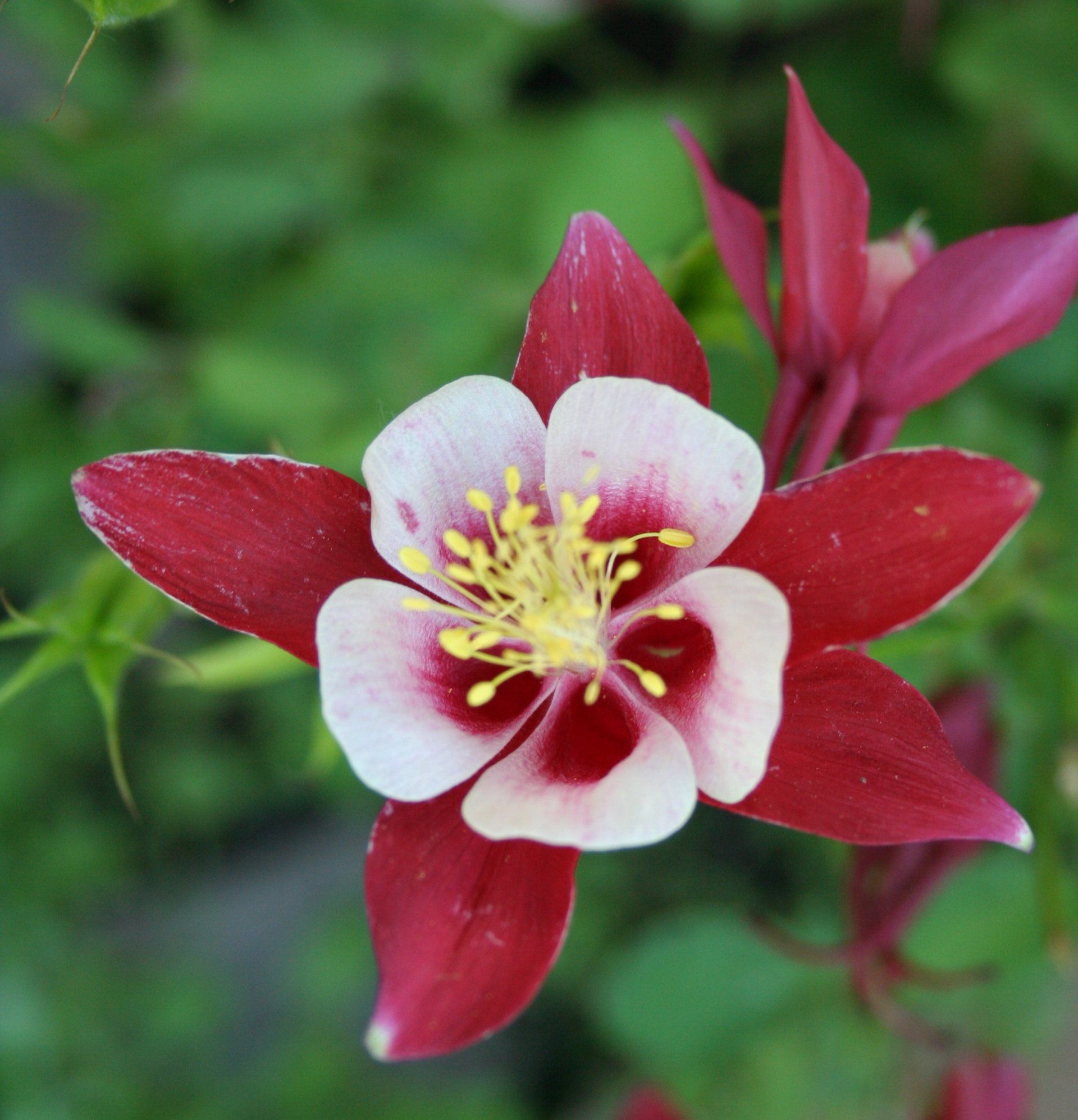 Beautiful Red Flower — Belgrade, MT — JK Appraisal & Consulting LLC