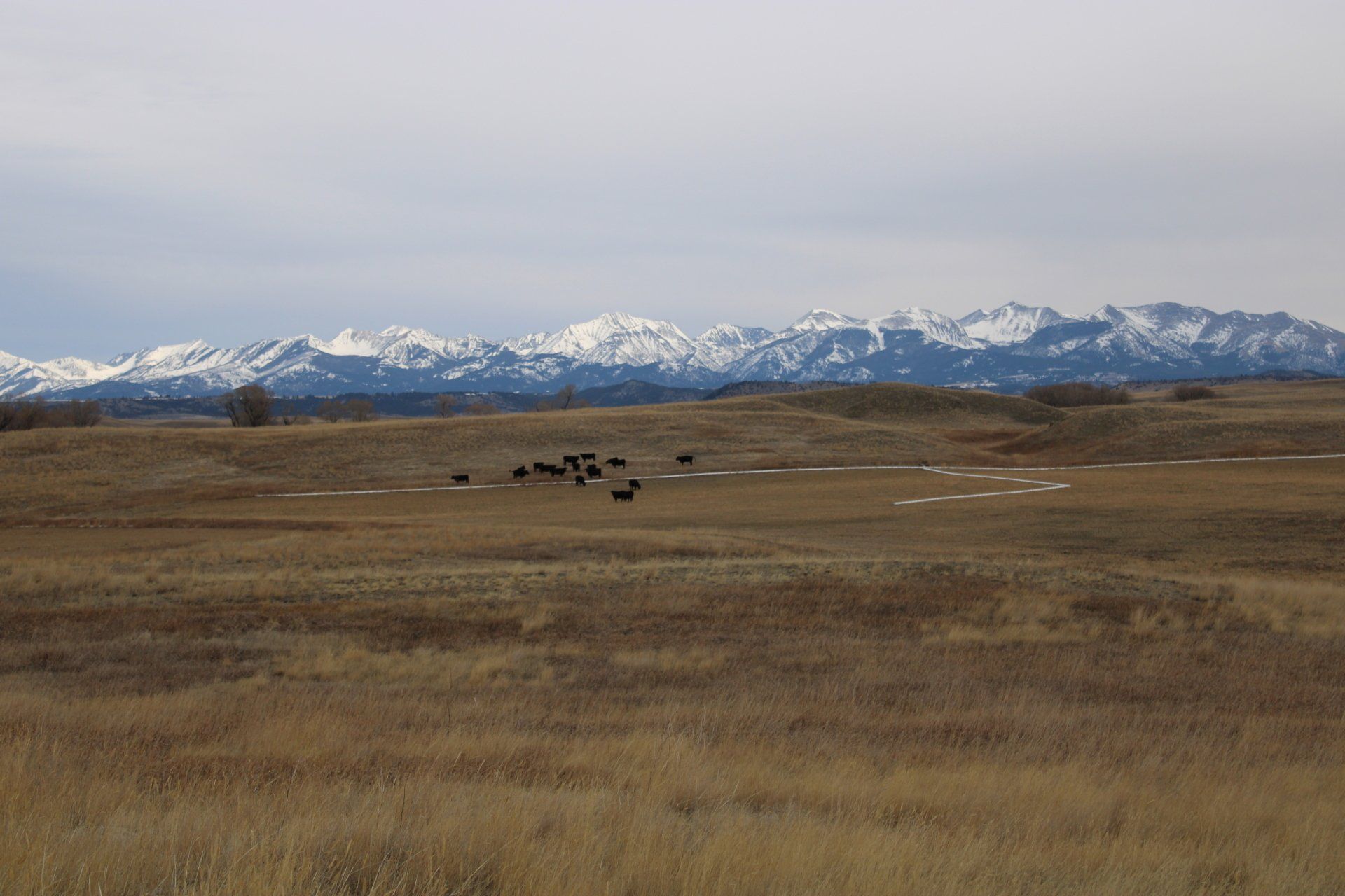 Land Animals On Open Field — Belgrade, MT — JK Appraisal & Consulting LLC
