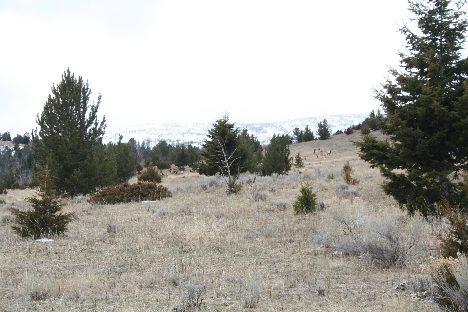 Dry Grass With Trees — Belgrade, MT — JK Appraisal & Consulting LLC