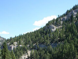 Tall Trees On The Mountain — Belgrade, MT — JK Appraisal & Consulting LLC