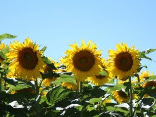 Beautiful Sunflower — Belgrade, MT — JK Appraisal & Consulting LLC