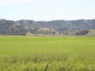 Fresh Green Grass — Belgrade, MT — JK Appraisal & Consulting LLC