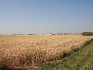 Brown Grass On Open Land — Belgrade, MT — JK Appraisal & Consulting LLC