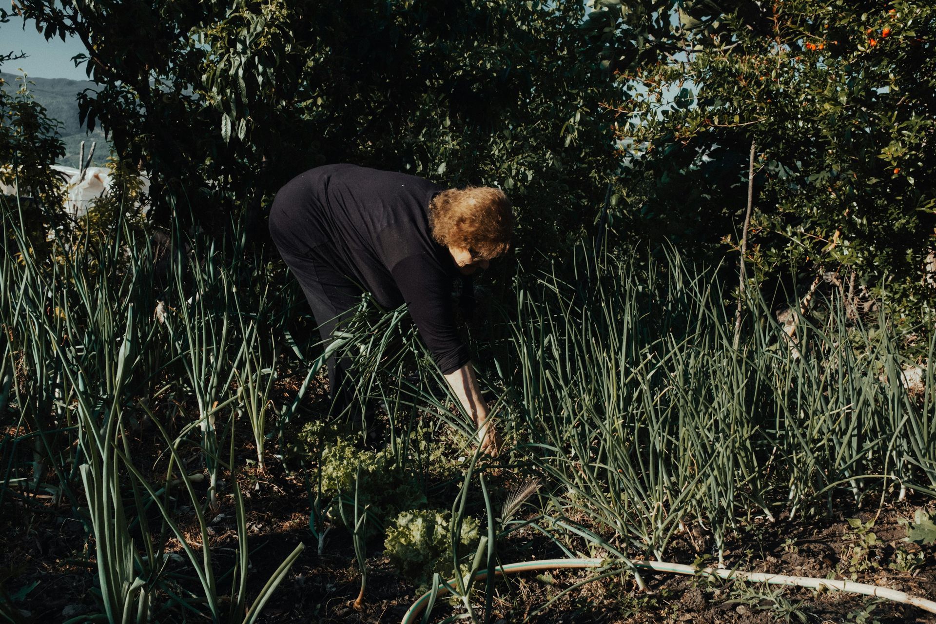 black shirt woman doing gardening and weeding