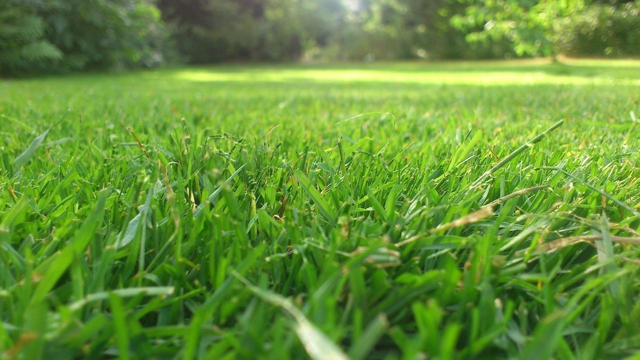 lawn from an ants view