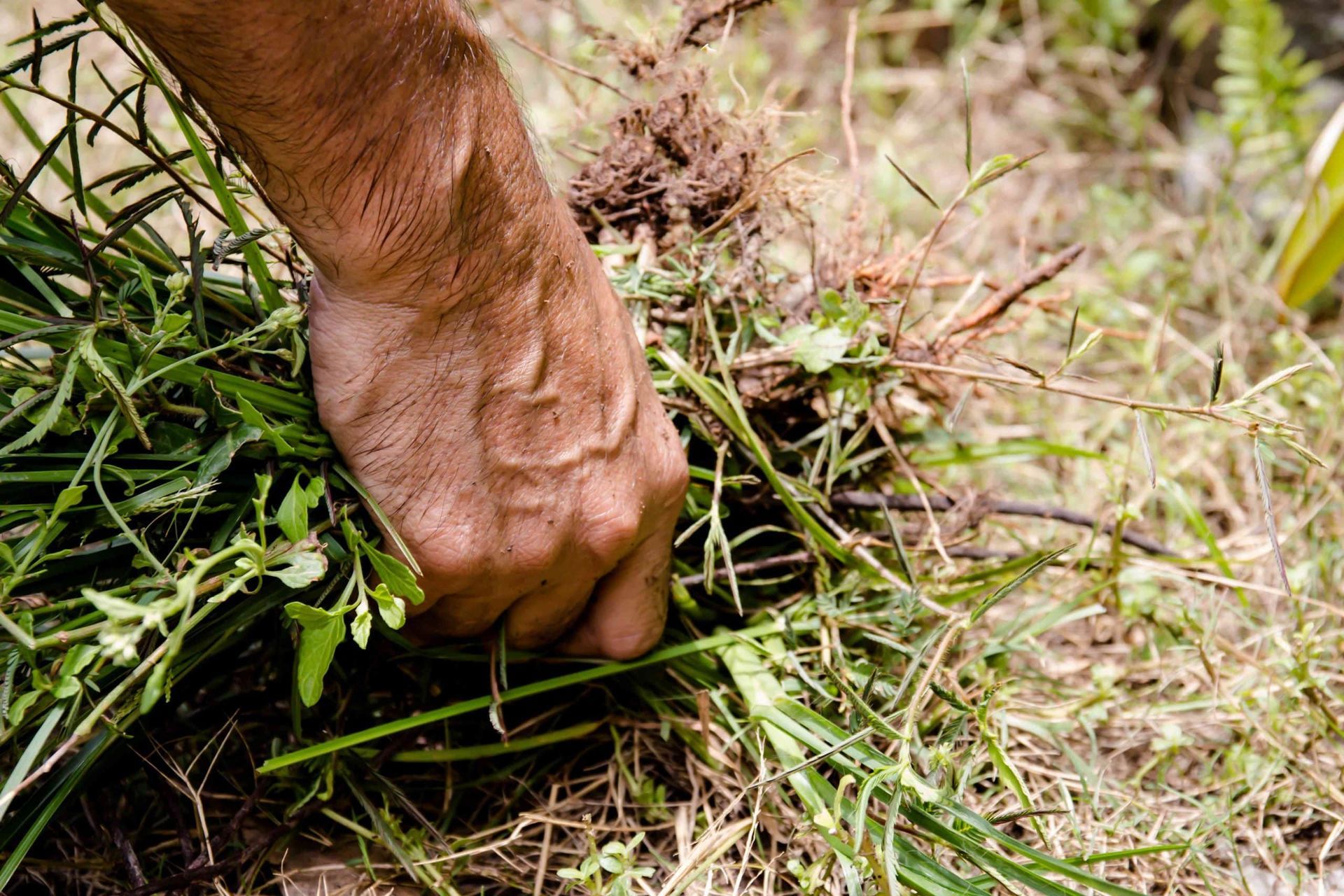 pulling weeds with hands