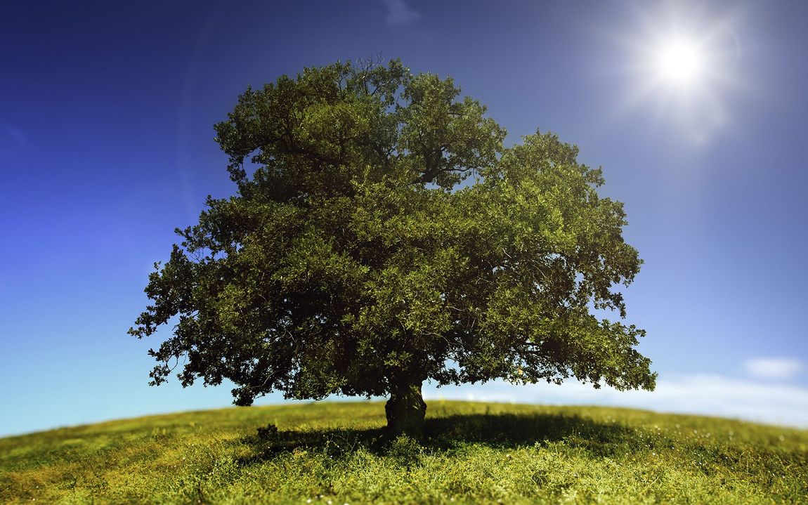 A tree on top of a grassy hill with the sun shining through it