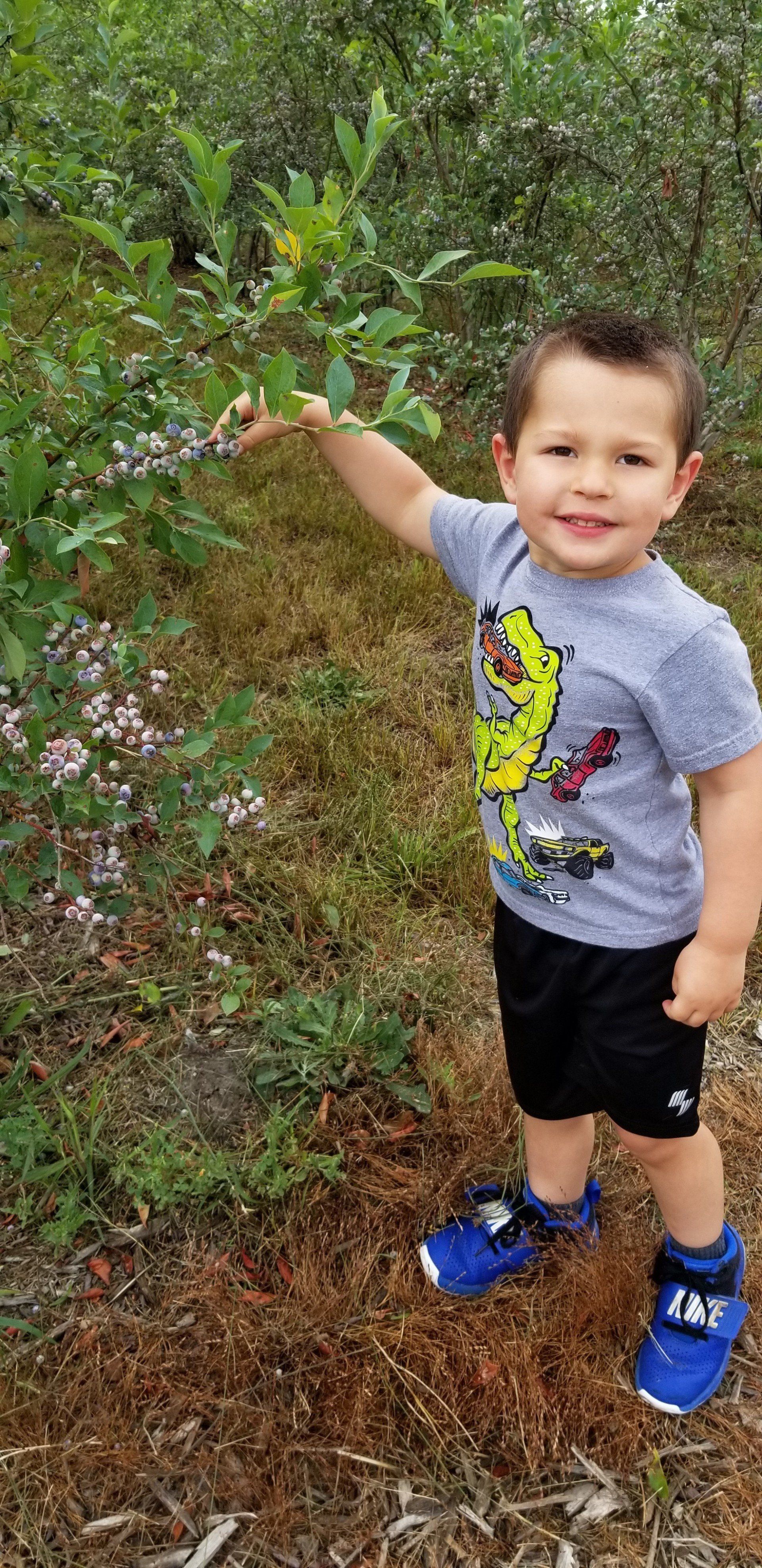 child in field of berries 3