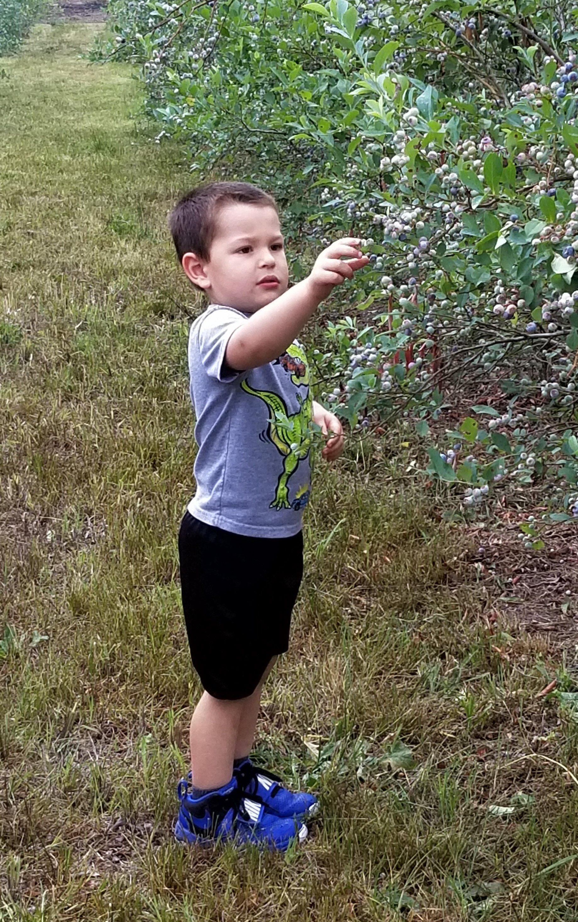 child in field of berries 2