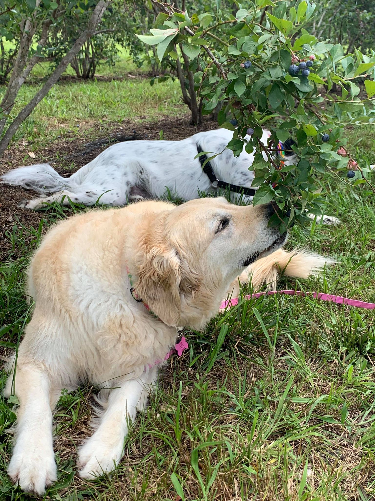 dog