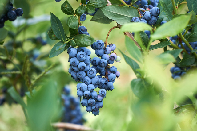 Hidden River Farm, LLC. photo 18