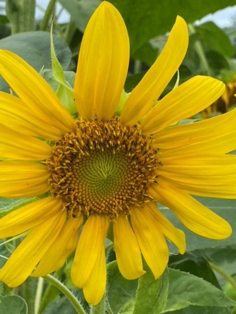yellow flower
