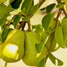 pears