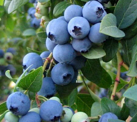 blueberries