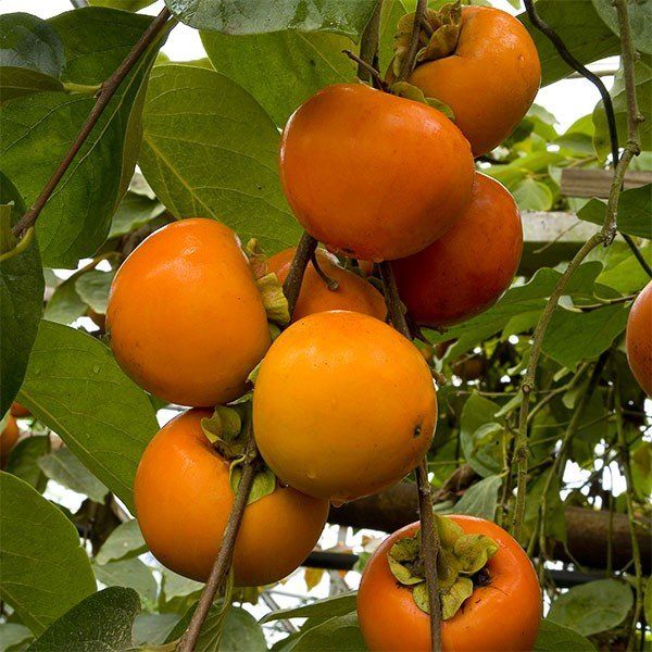 oranges