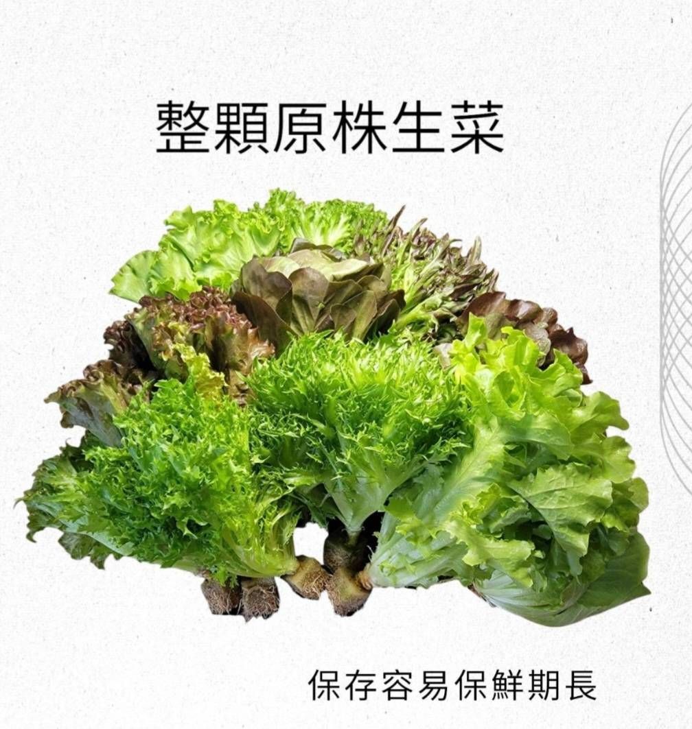 【全新生活陽光水耕生菜】 歐式綜合原株整顆生菜組 (帶海綿根系) - 5包入