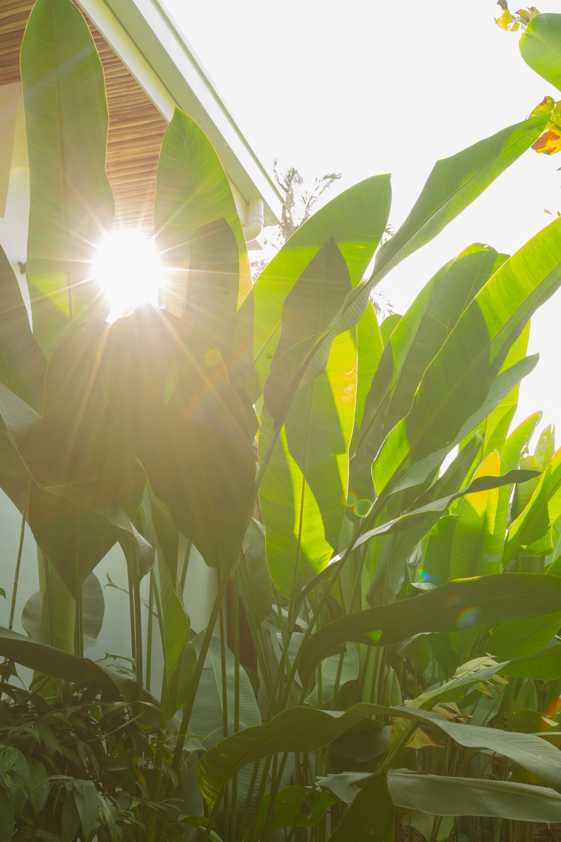 Sunlight bursts through green, tropical foliage, highlighting long, upright leaves.
