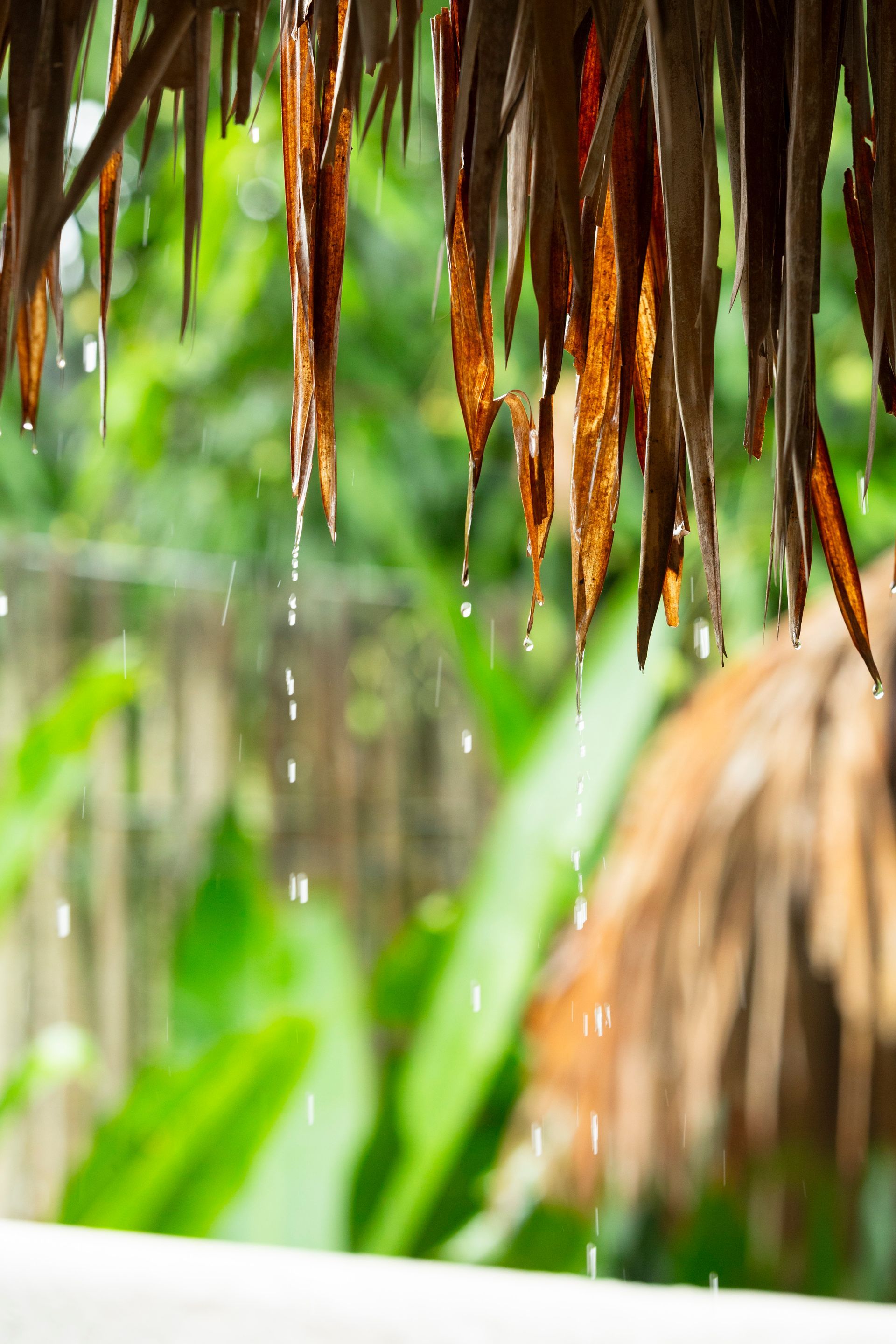 Rain dripping from a thatched roof, with green foliage blurred in the background.
