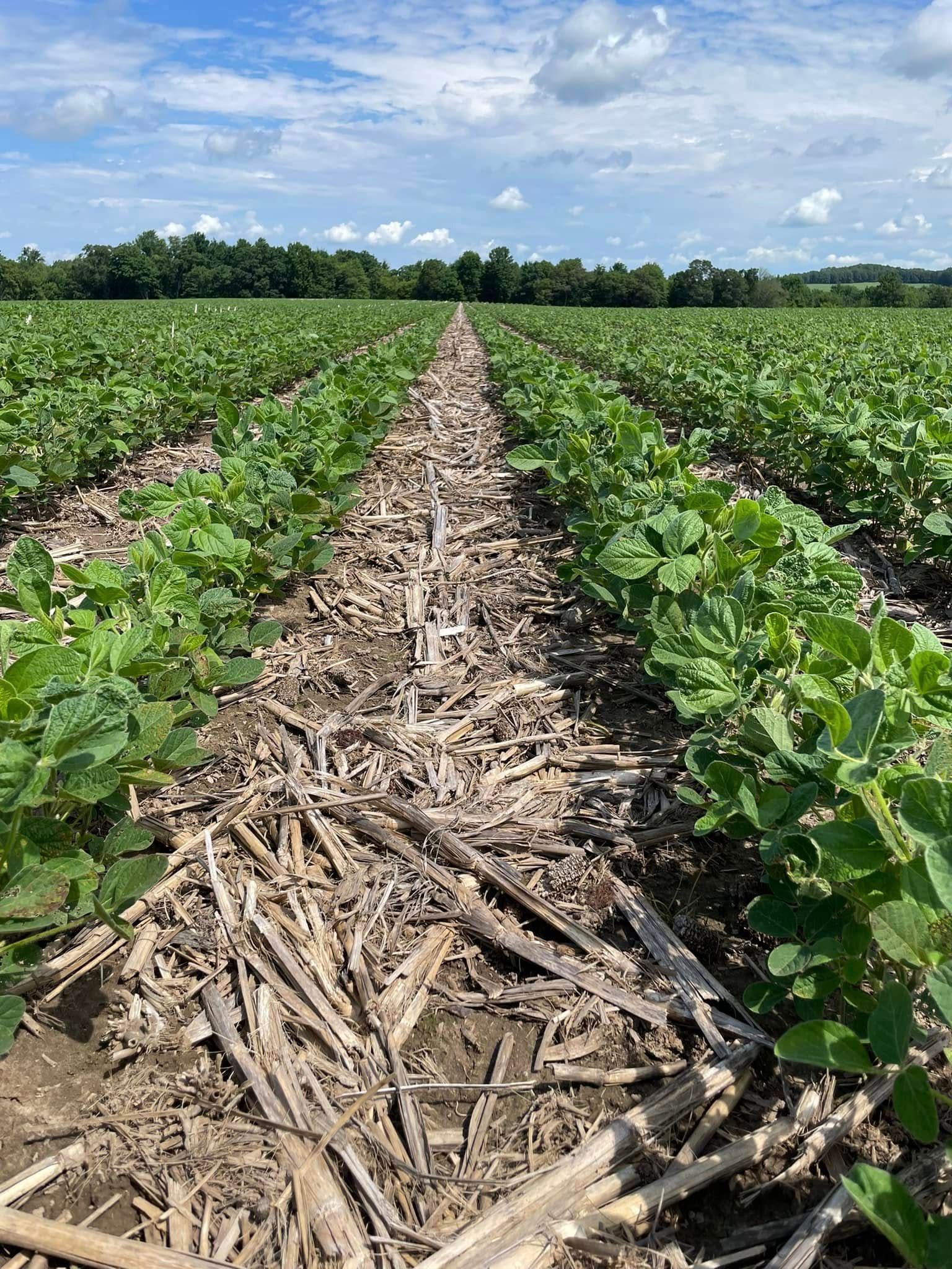 Nutrient Program for Crops