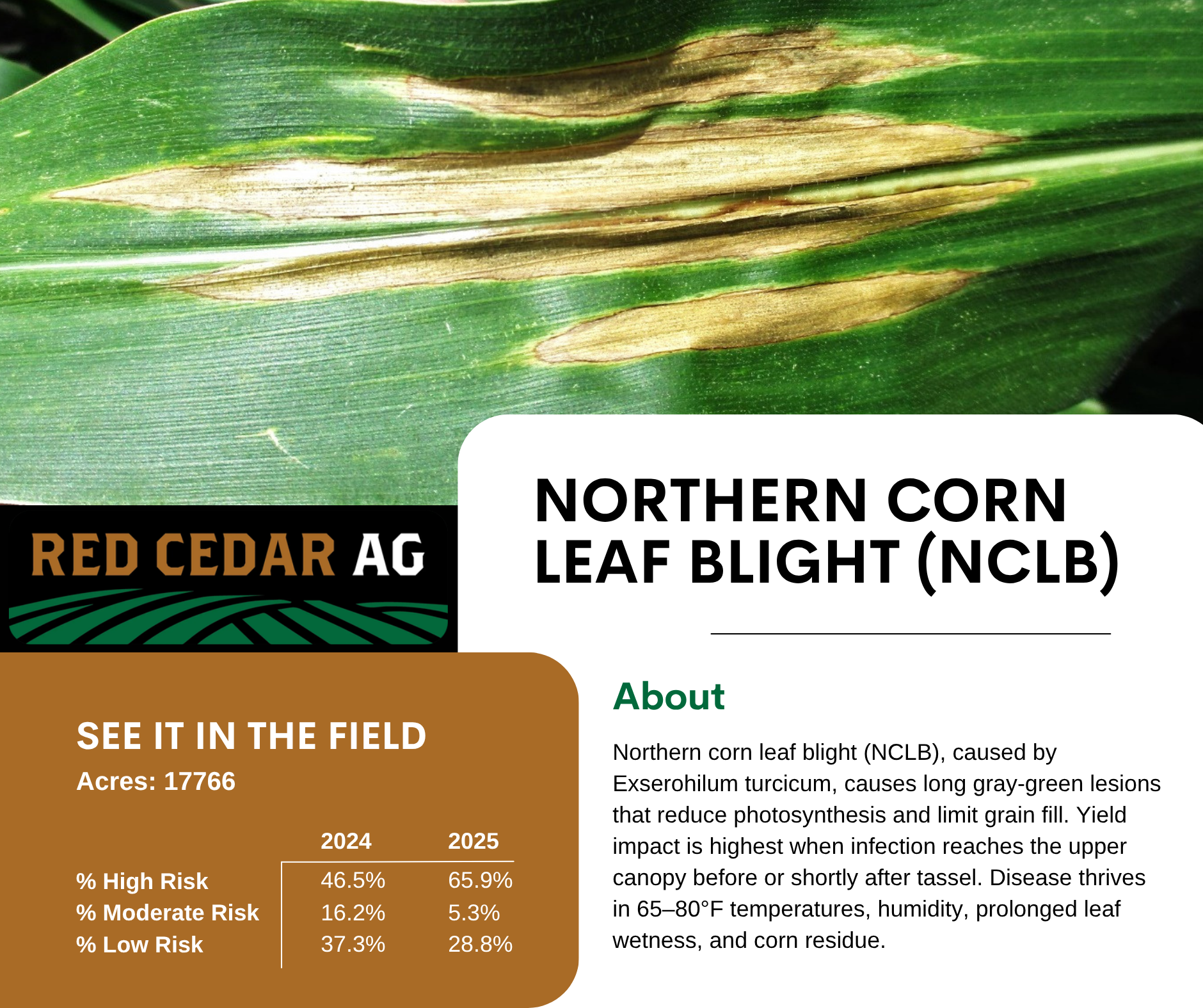 Northern Corn Leaf Blight (NCLB): Understanding Risk and Protecting ...