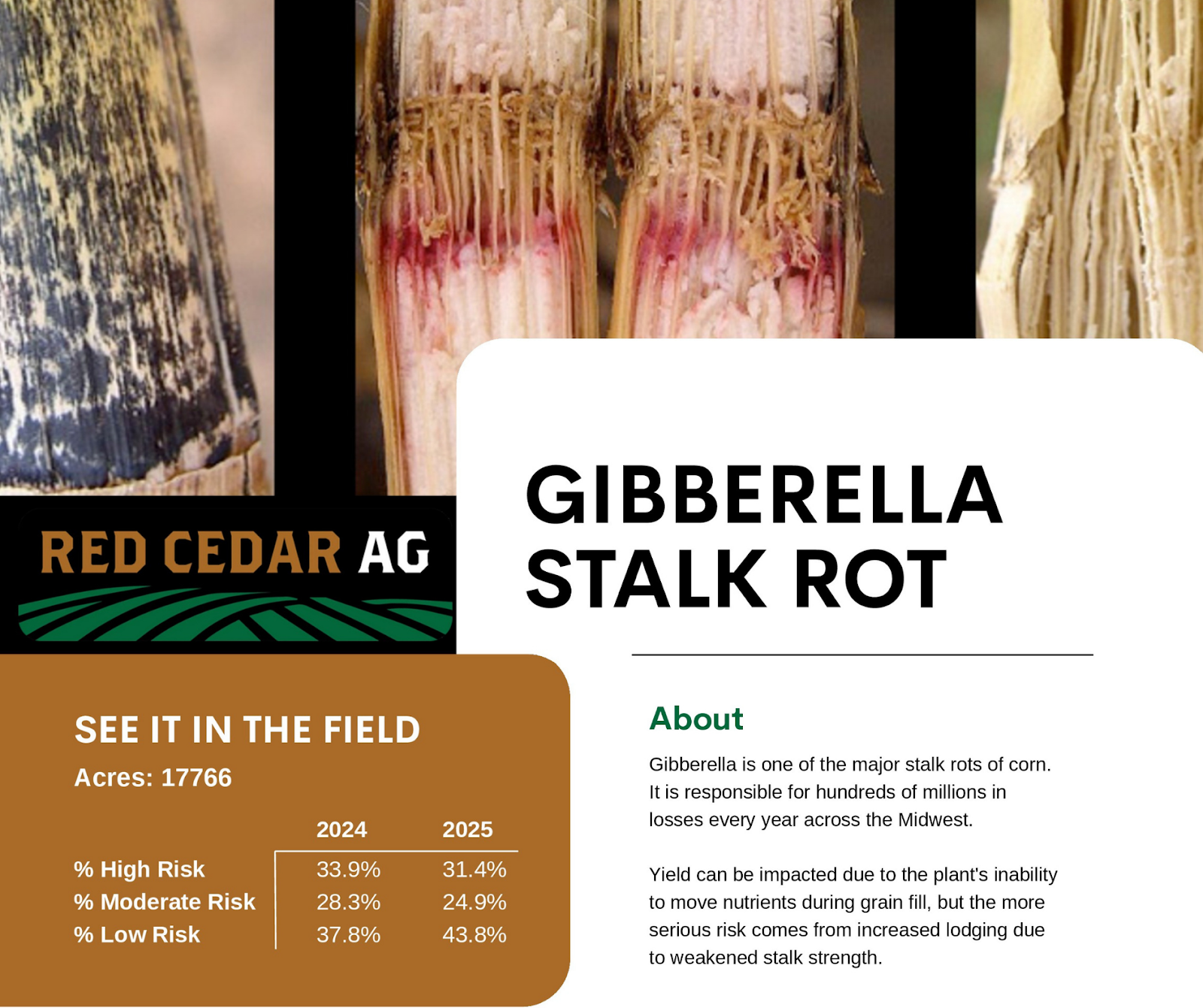Gibberella Stalk Rot