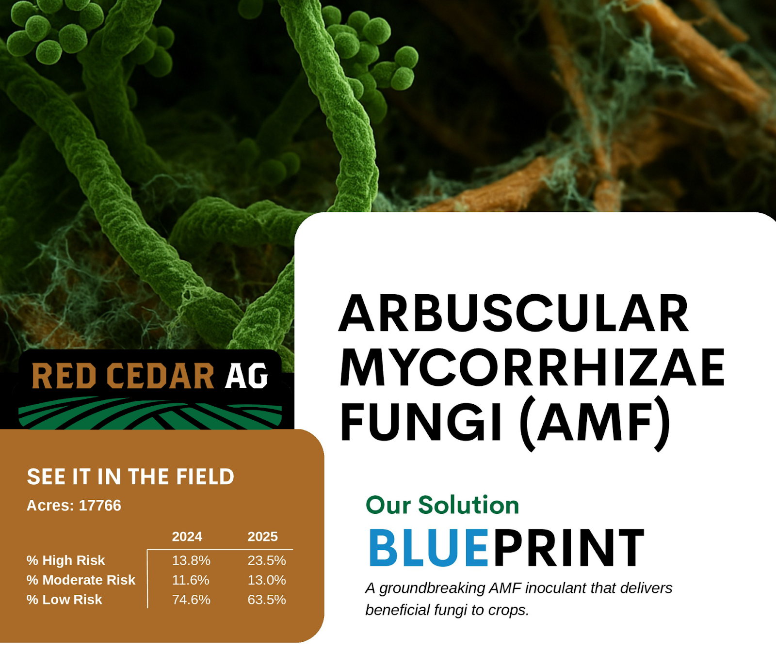 Arbuscular Mycorrhizal Fungi (AMF)
