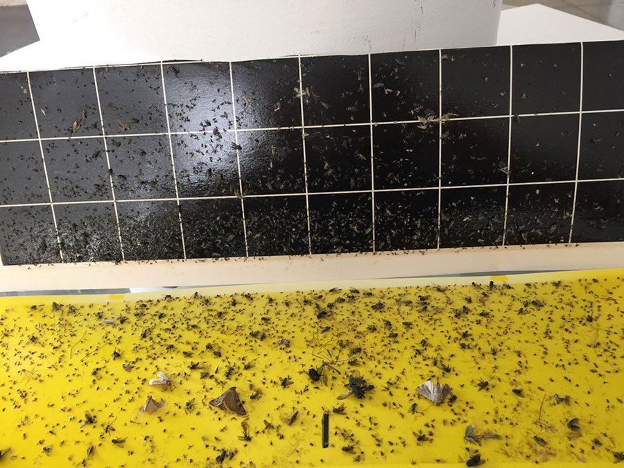 הדברת כל סוגי המזיקים