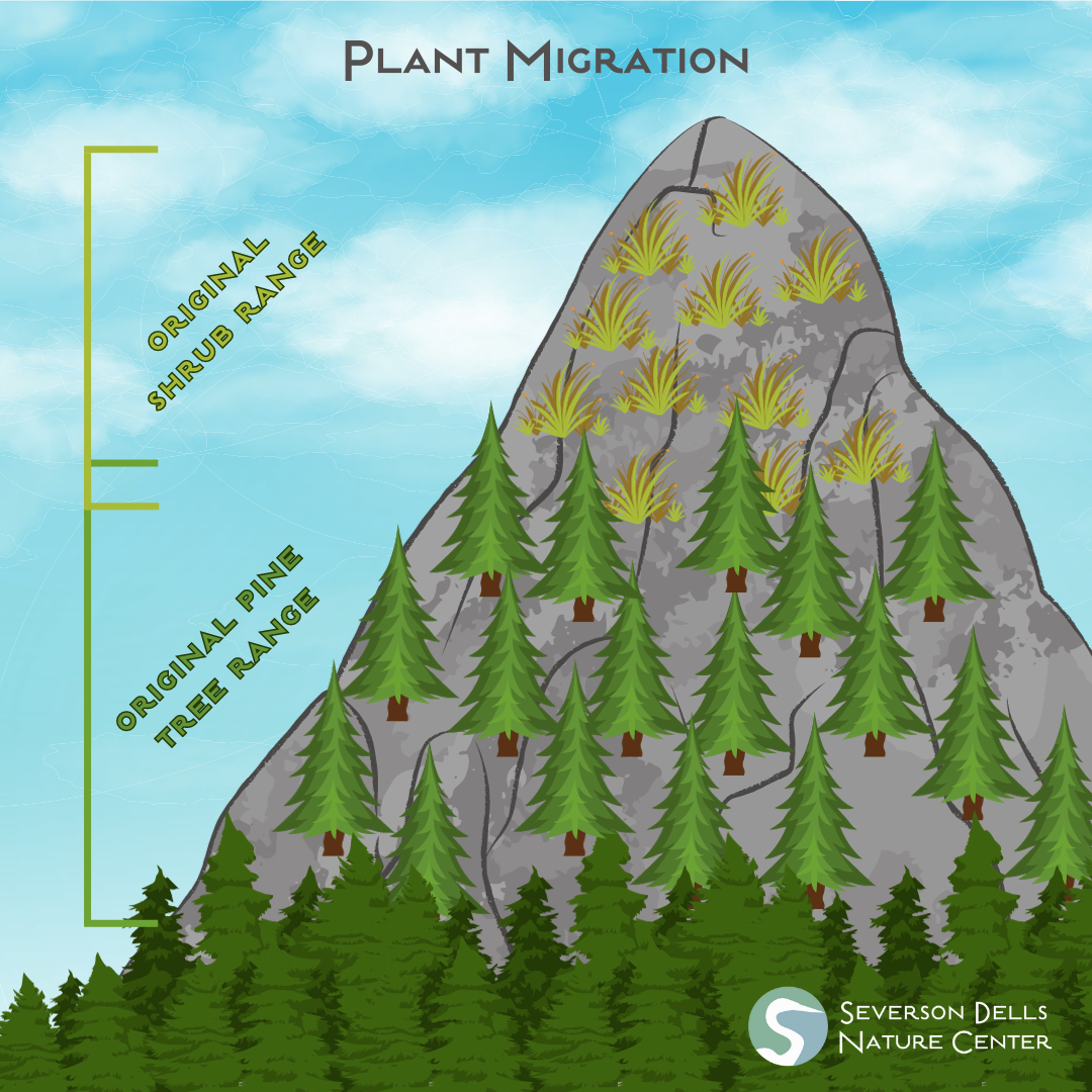 Plant Migration and Climate Change