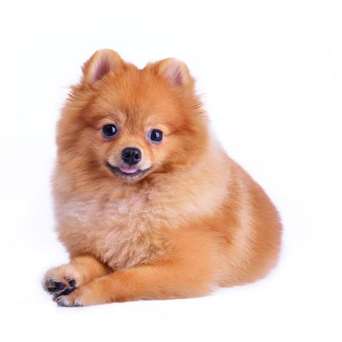 Pomeranian - Dog grooming in Chicago, IL