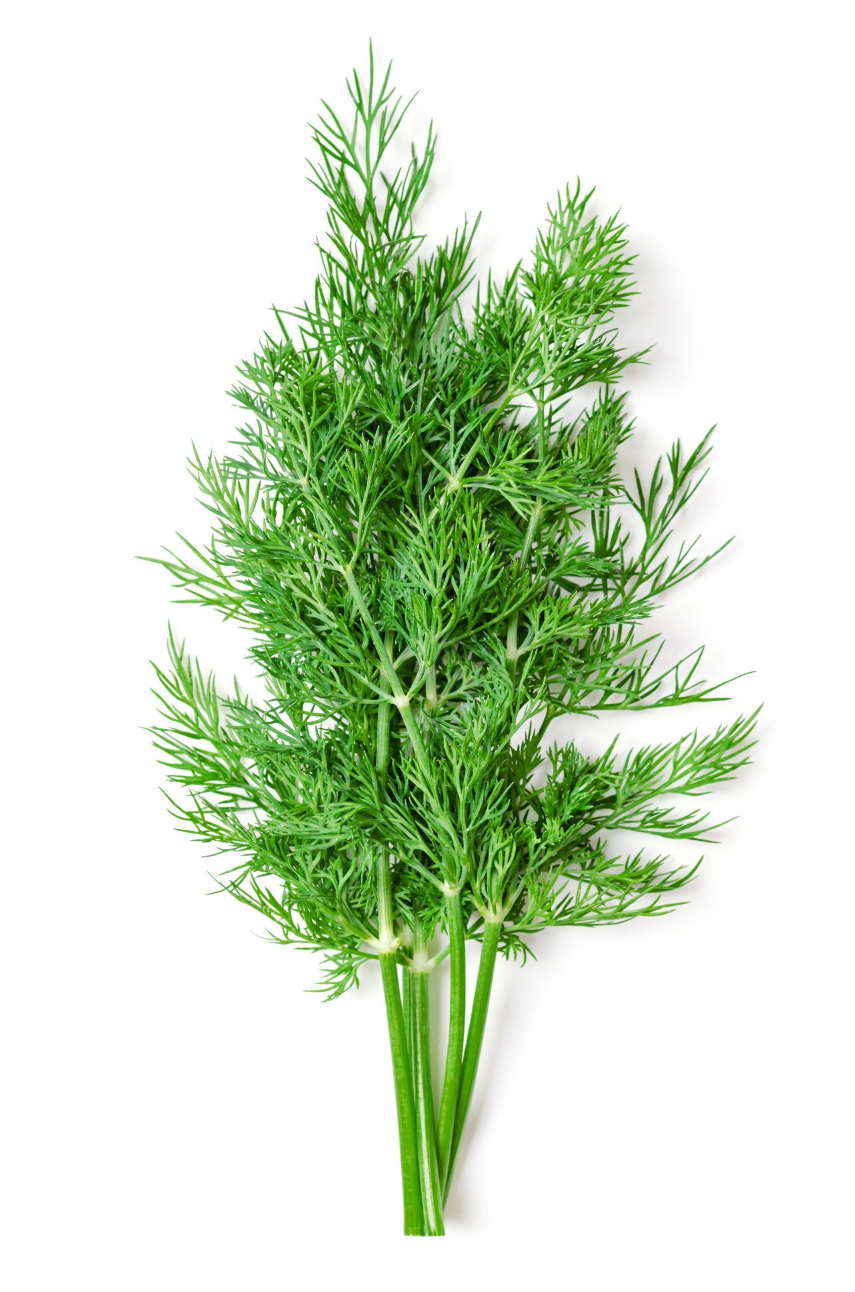 Wild Fern-leaf Dill Infused Olive Oil