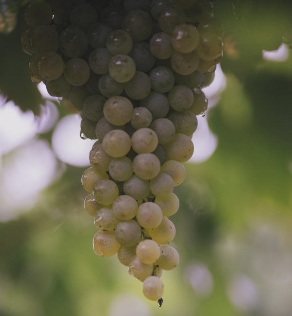 Organic White Balsamic Vinegar