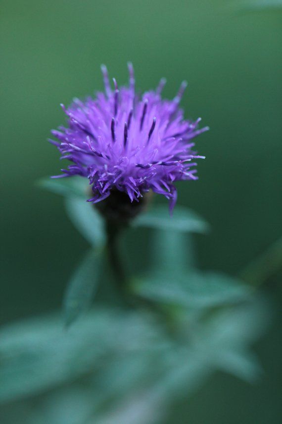 Wild flower