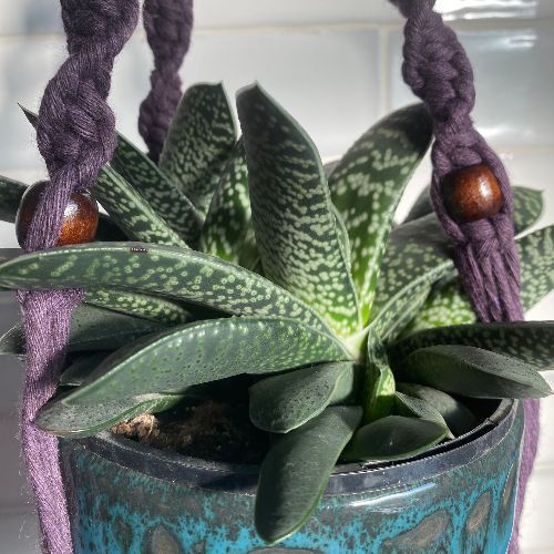 plant hanger with cactus