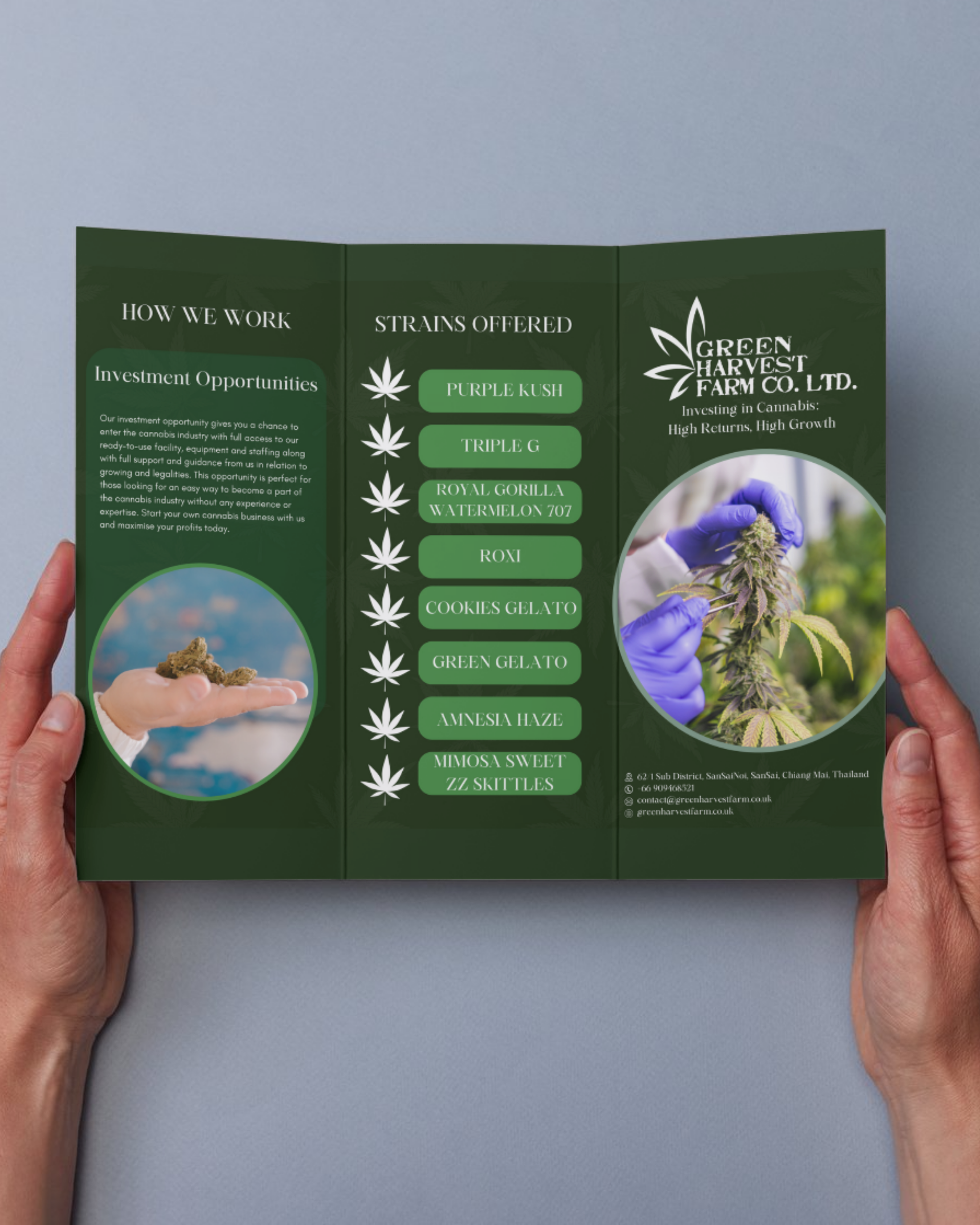 green harvest farm co cannabis farm design project brochure c fold z pamphlet handout flyer 
