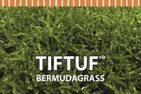 A close up of a piece of bermudagrass.