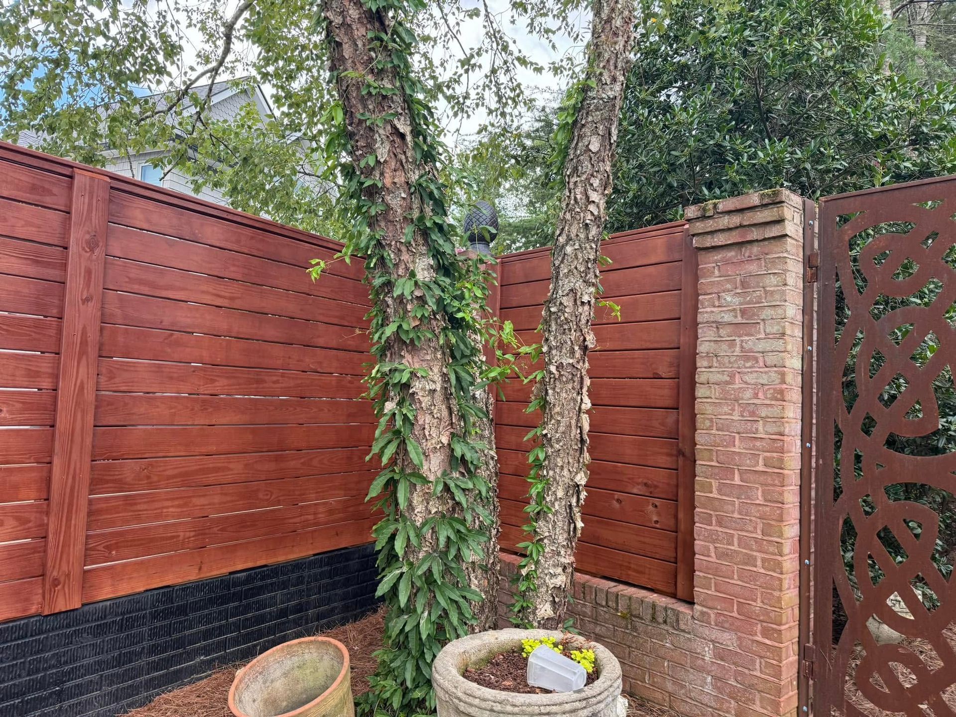 Two trees with peeling bark, growing in front of a brown wooden fence and brick wall, and a decorative metal fence.