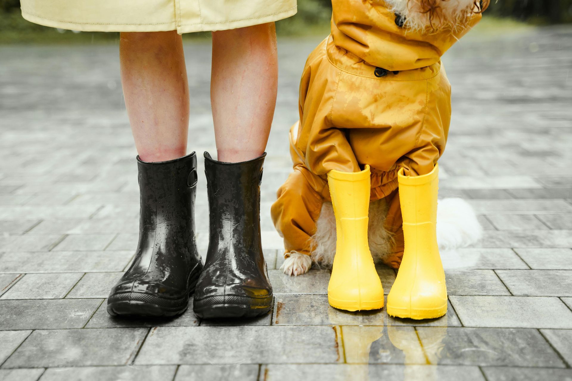 Person and dog in rain gear stand on wet pavement; person wears black boots, dog wears a yellow raincoat and boots.