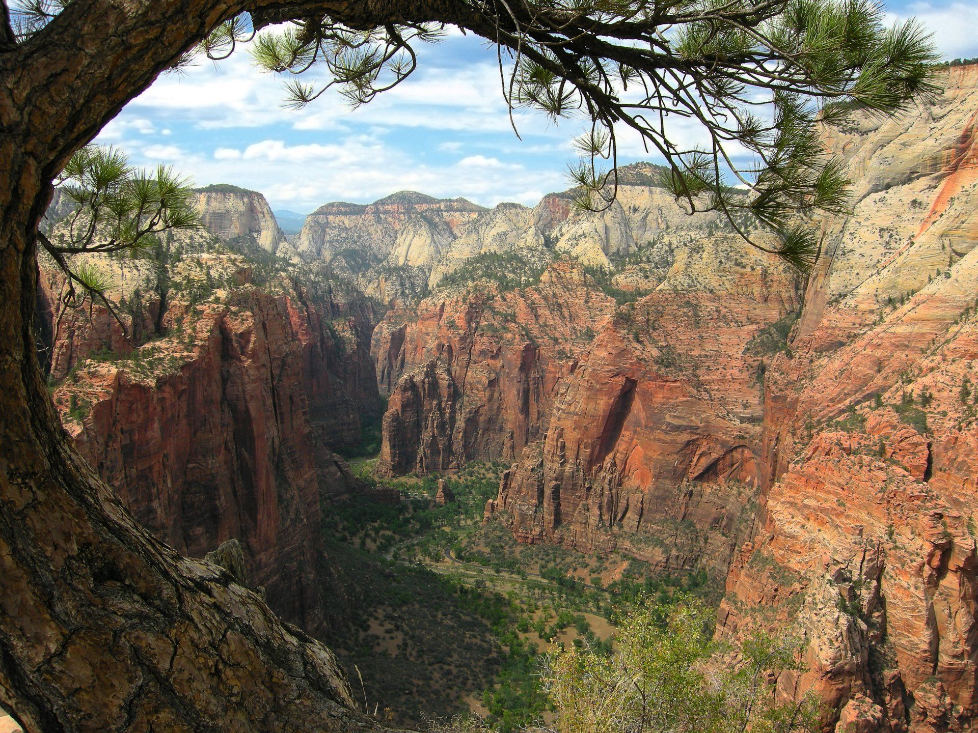 A view of a canyon through a tree branch.