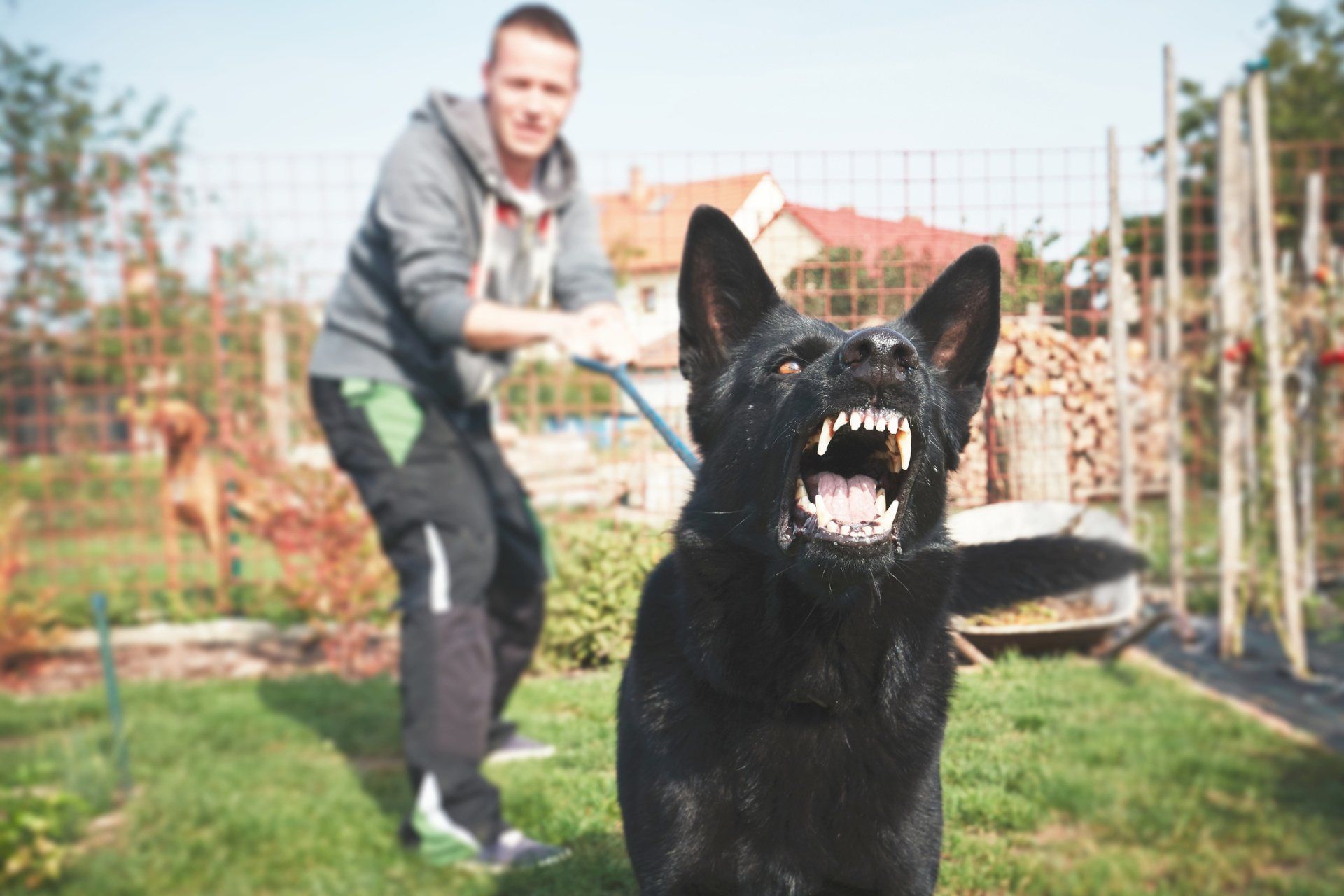 Dog Bites — Man Holding Back His Dog in Brookfield, WI