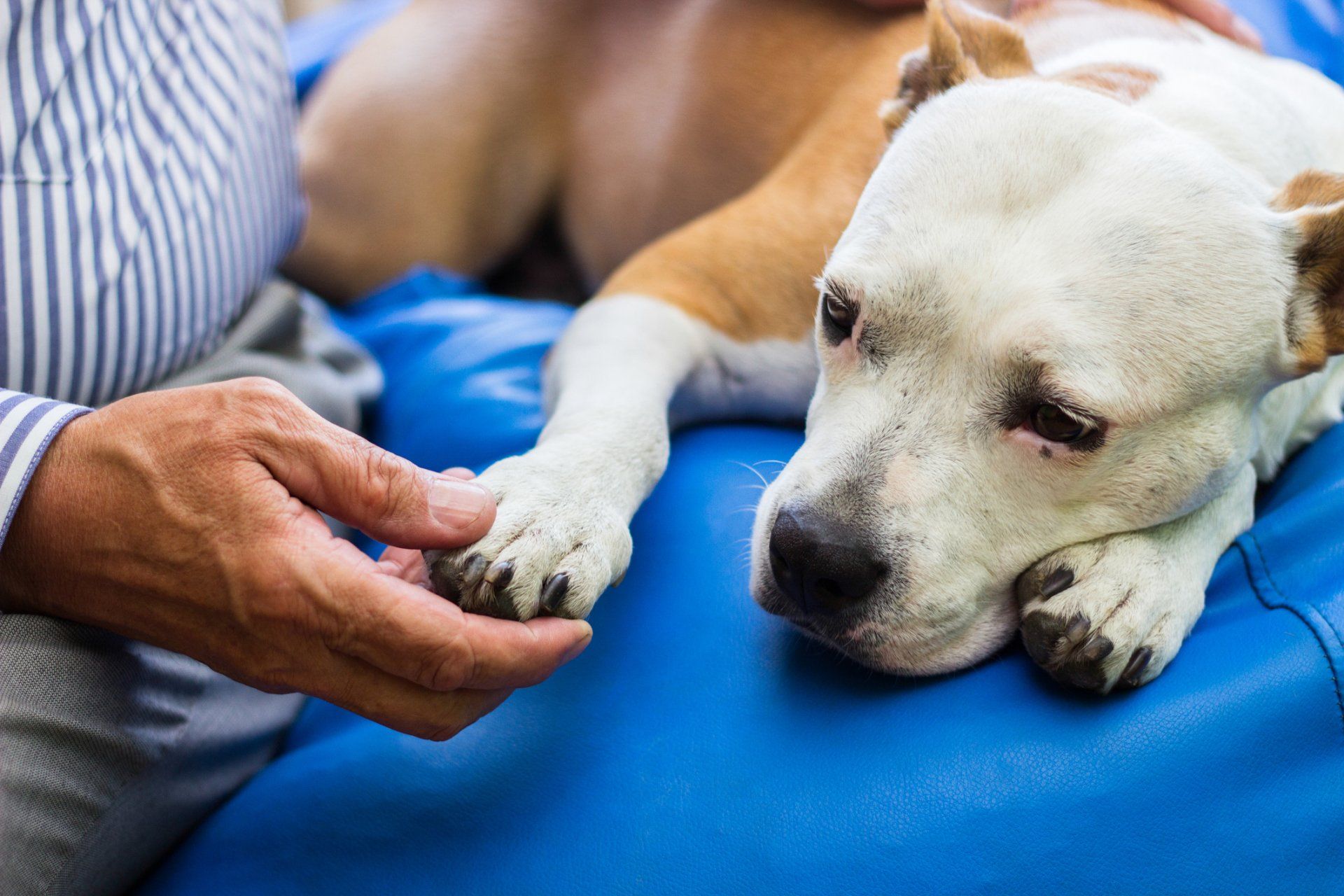 Dog Injury — Injured Dog in Brookfield, WI