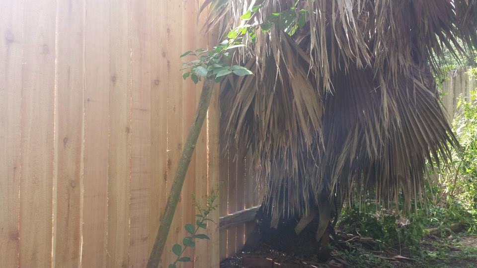 Wooden fence next to a palm tree with brown fronds, lit by sunlight.