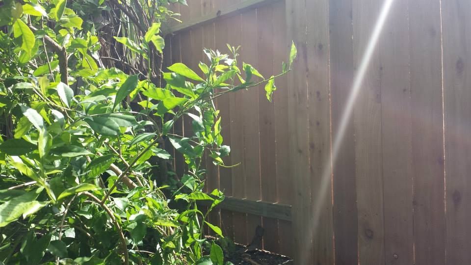 Green leafy plant next to a wooden fence, with sunlight shining through.
