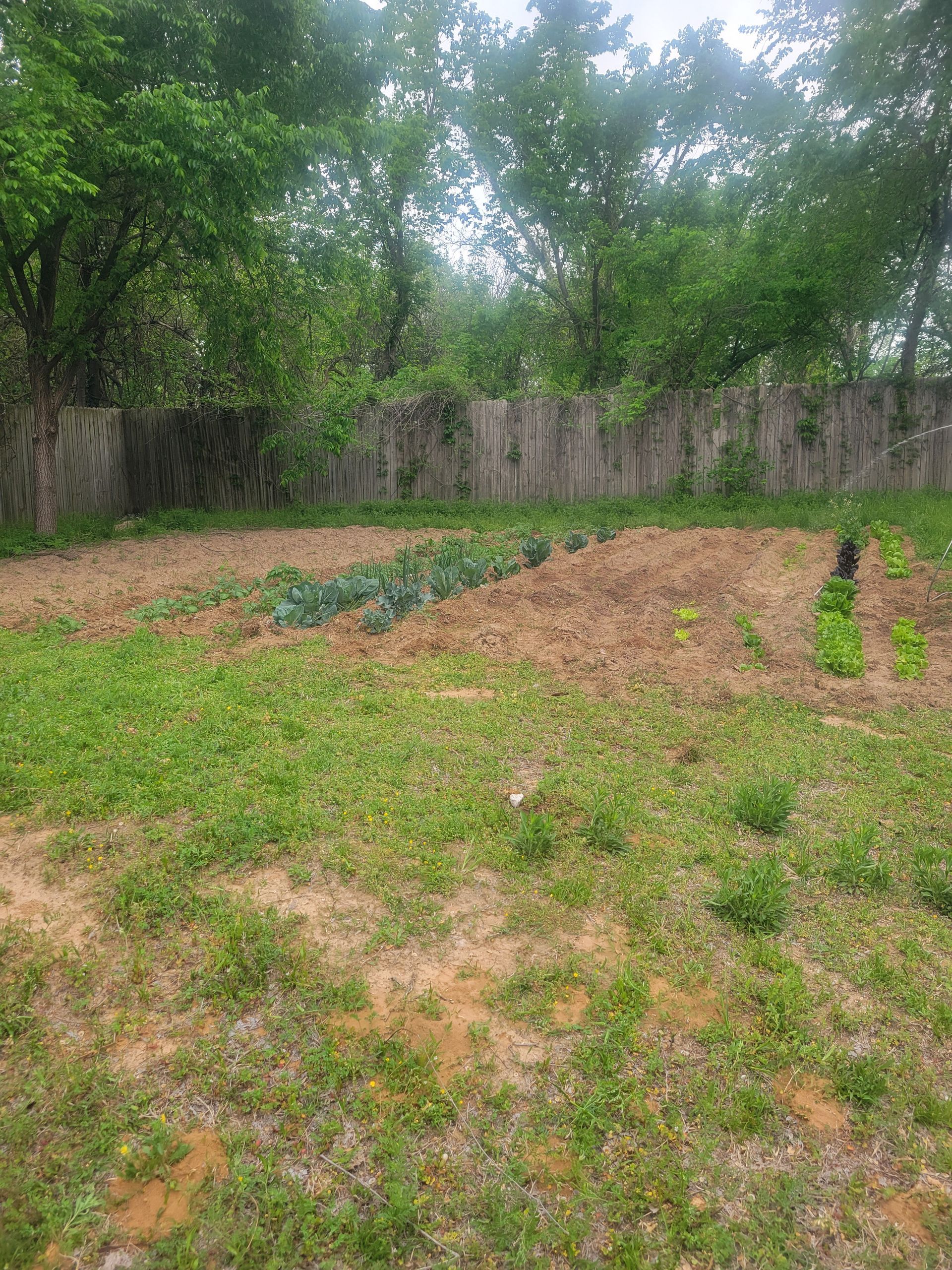 A lush green field with trees in the background and a fence in the background.