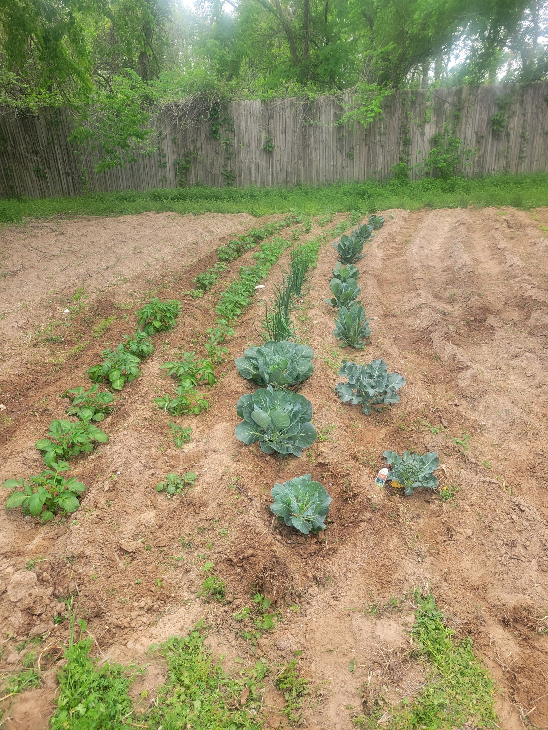 A garden filled with lots of plants growing in the dirt.